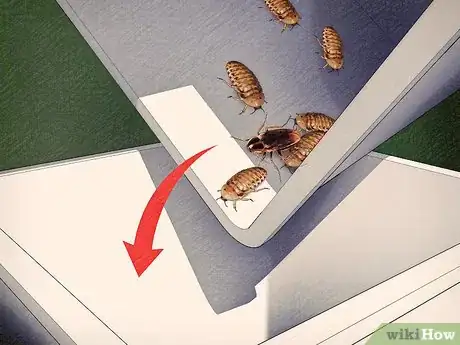 Imagen titulada Breed Feeder Roaches Step 13