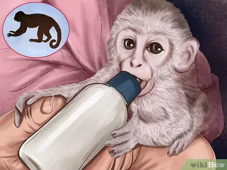 Imagen titulada Dominate a Capuchin Monkey Step 9