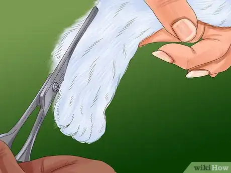 Imagen titulada Remove Debris Stuck in a Cat Paw Step 9