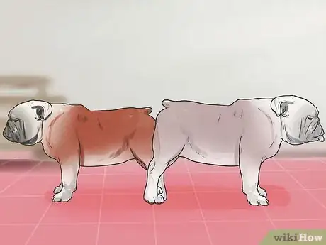 Imagen titulada Get Dogs to Mate Step 23