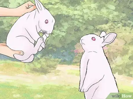 Imagen titulada Care for Newborn Rabbits Step 2