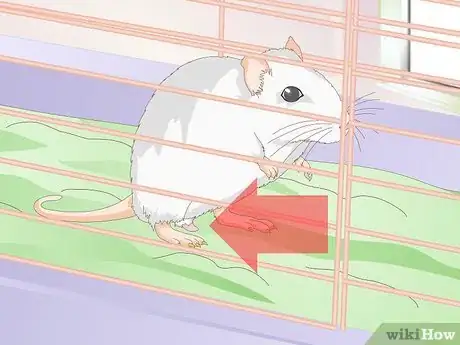 Imagen titulada Treat Mice With Penile Prolapse Step 1