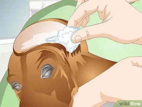 Imagen titulada Treat a Yeast Skin Infection in a Dog Step 8