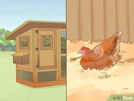 Imagen titulada Tell if a Chicken is Sick Step 1