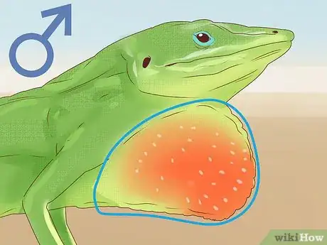Imagen titulada Determine the Sex of a Green Anole Step 3