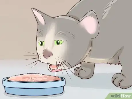 Imagen titulada Treat Feline Acne Step 2