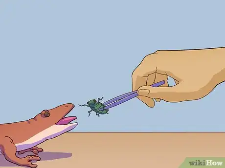 Imagen titulada Feed a Salamander Step 13
