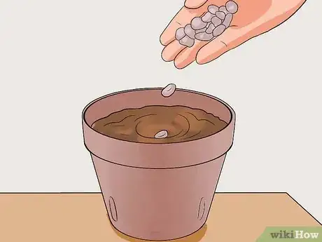 Imagen titulada Grow a Bean Plant Step 6