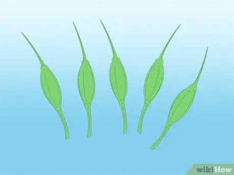 Imagen titulada Propagate Azaleas Step 28