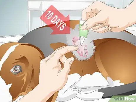 Imagen titulada Treat a Yeast Skin Infection in a Dog Step 6