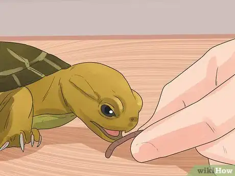 Imagen titulada Take Care of a Land Turtle Step 20