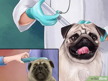 Imagen titulada Care for a Pug Step 18