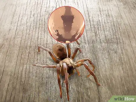 Imagen titulada Kill a Venomous Spider Step 4