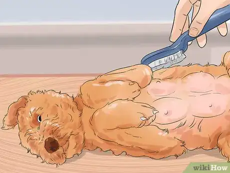 Imagen titulada Manage Postpartum Shedding in Dogs Step 7