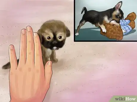 Imagen titulada Take Care of Teacup Puppies Step 4