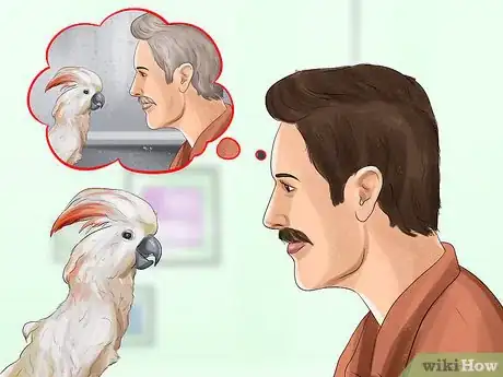 Imagen titulada Live With a Moluccan Cockatoo Step 4