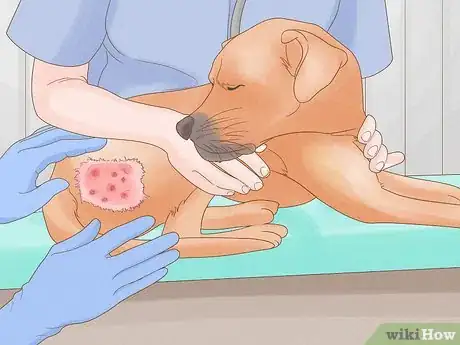 Imagen titulada Diagnose and Treat Your Dog's Itchy Skin Problems Step 21