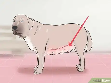 Imagen titulada Help Your Dog Whelp or Deliver Puppies Step 12