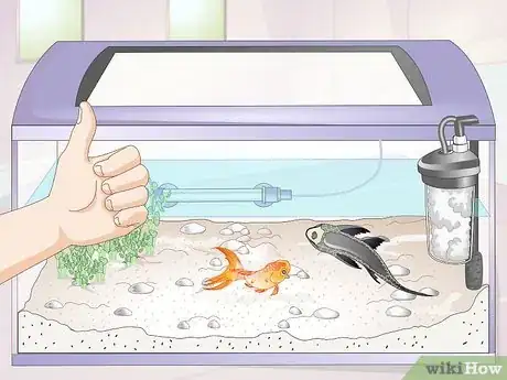 Imagen titulada Introduce a Pleco to a Goldfish Tank Step 2