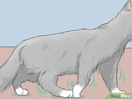 Imagen titulada Diagnose and Treat Feline Infectious Peritonitis (FIP) Step 5