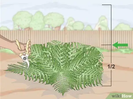 Imagen titulada Prune Ferns Step 5