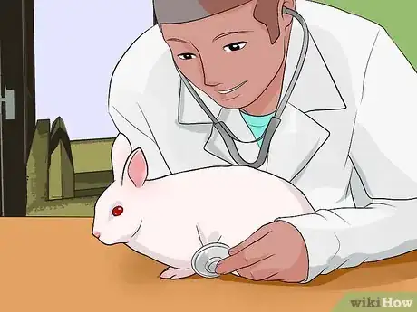 Imagen titulada Look After a Rabbit That Needs Its Teeth Trimmed Step 8