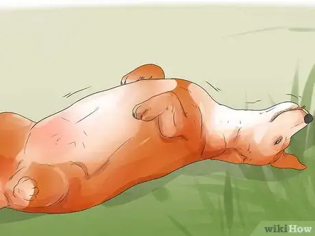 Imagen titulada Treat Neck Pain in Dogs Step 10
