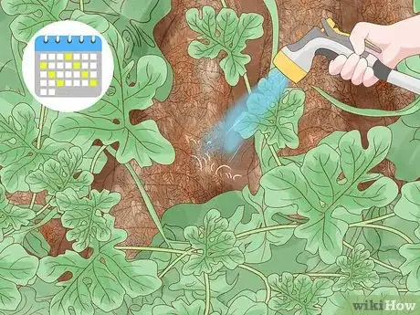 Imagen titulada Grow Melons Step 9