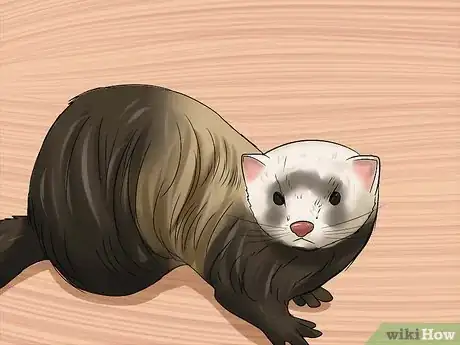 Imagen titulada Breed a Pet Ferret Step 4