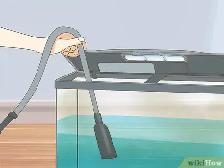 Imagen titulada Care for Guppies Step 11