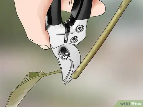 Imagen titulada Grow Jasmine from Cuttings Step 3