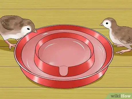 Imagen titulada Raise Guinea Fowl Step 12