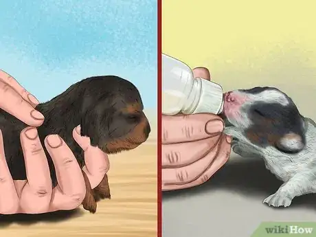 Imagen titulada Save Orphaned Newborn Puppies Step 3