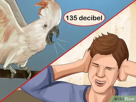 Imagen titulada Live With a Moluccan Cockatoo Step 3