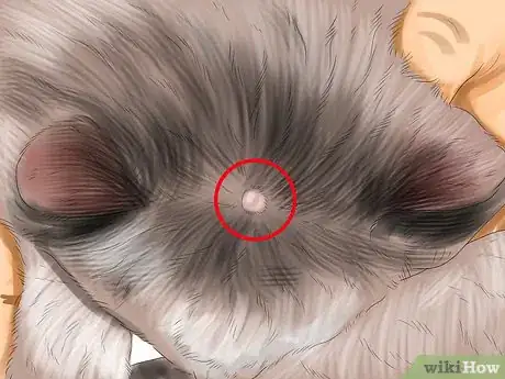 Imagen titulada Identify Lumps on Your Cat Step 2