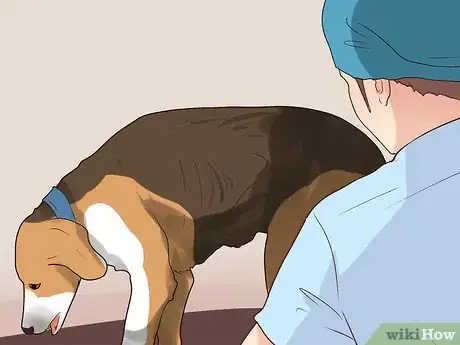 Imagen titulada Diagnose Tapeworms in Dogs Step 2