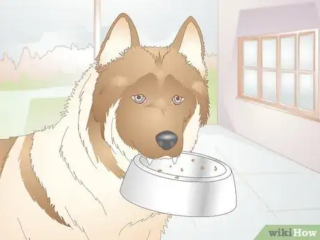 Imagen titulada Choose Dog Food Bowls Step 5