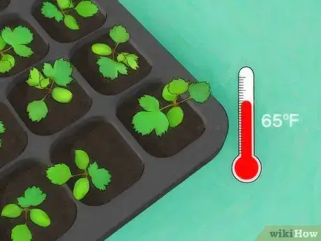 Imagen titulada Grow Roses from Seed Step 11