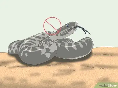 Imagen titulada Hold a Snake Step 5