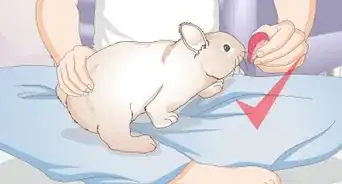 enseñarle a un conejo a no morder los muebles