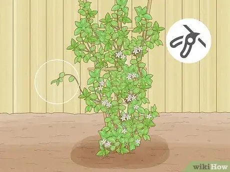 Imagen titulada Prune Jasmine Step 17
