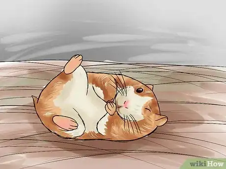 Imagen titulada Determine if Your Hamster Is Blind Step 9