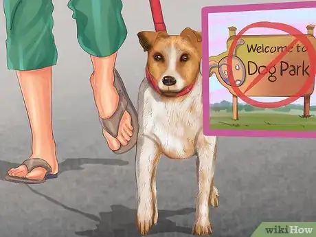 Imagen titulada Care for a Jack Russell Step 12