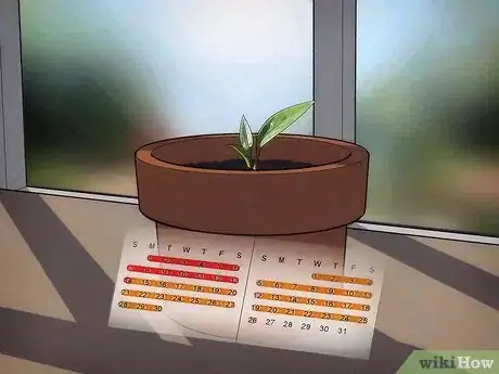 Imagen titulada Grow an Avocado Tree Step 11