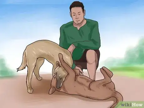 Imagen titulada Get Dogs to Mate Step 19