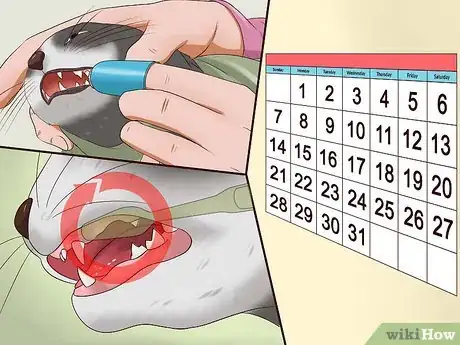 Imagen titulada Clean a Cat's Teeth Step 10
