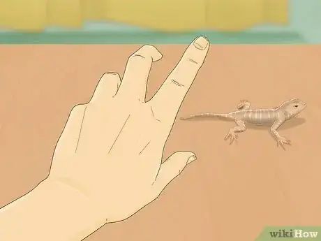 Imagen titulada Catch a Lizard in the House Step 7