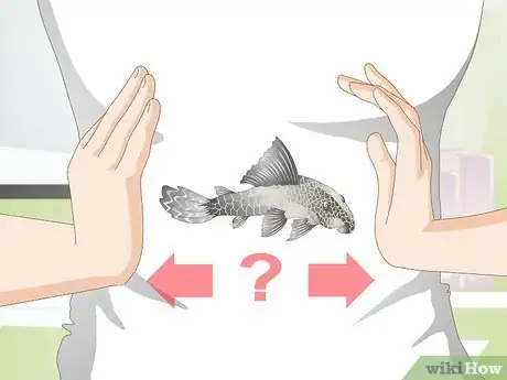 Imagen titulada Introduce a Pleco to a Goldfish Tank Step 1