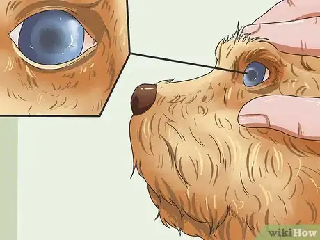 Imagen titulada Calculate Dog Years Step 7