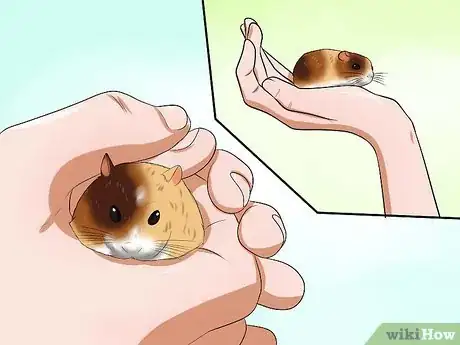 Imagen titulada Care for Your Shocked Hamster Step 2